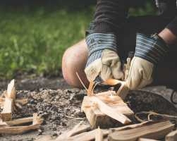 gallery/forest250200