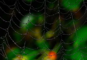 gallery/spider web
